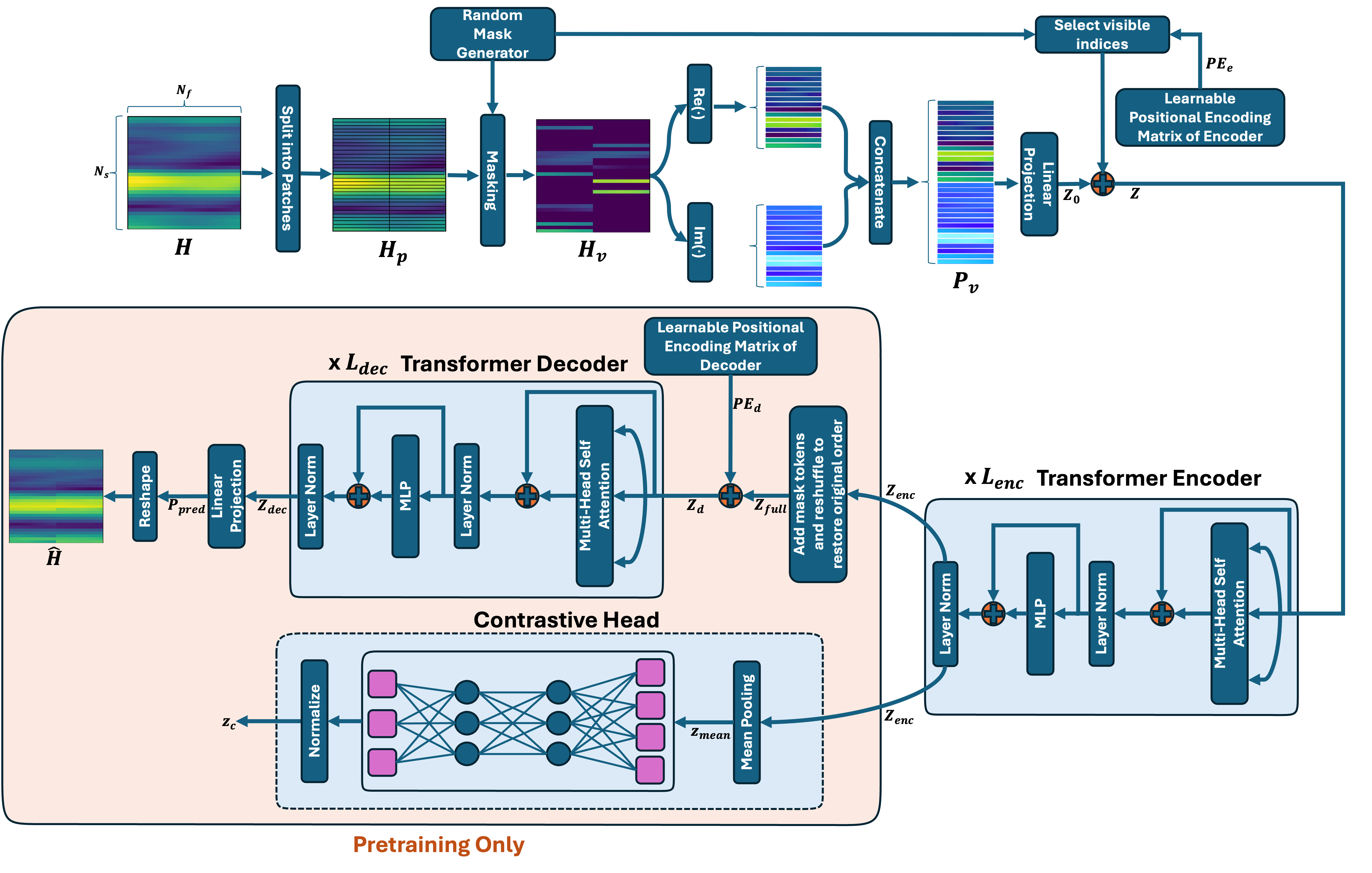 ContraWiMAE Architecture